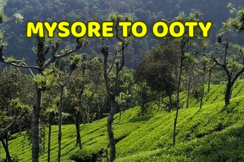 Mysore to Ooty